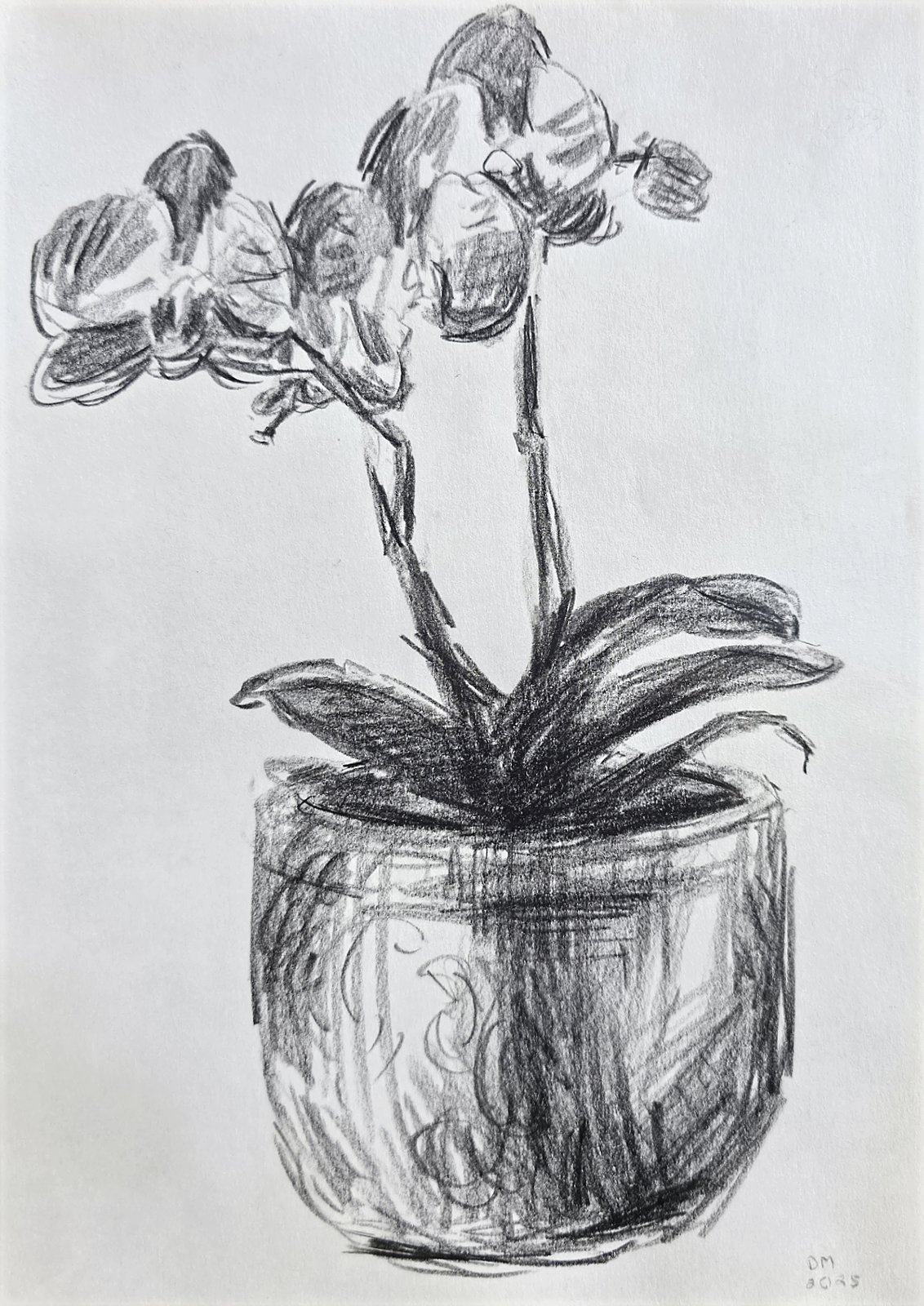 Étude d'orchidée I