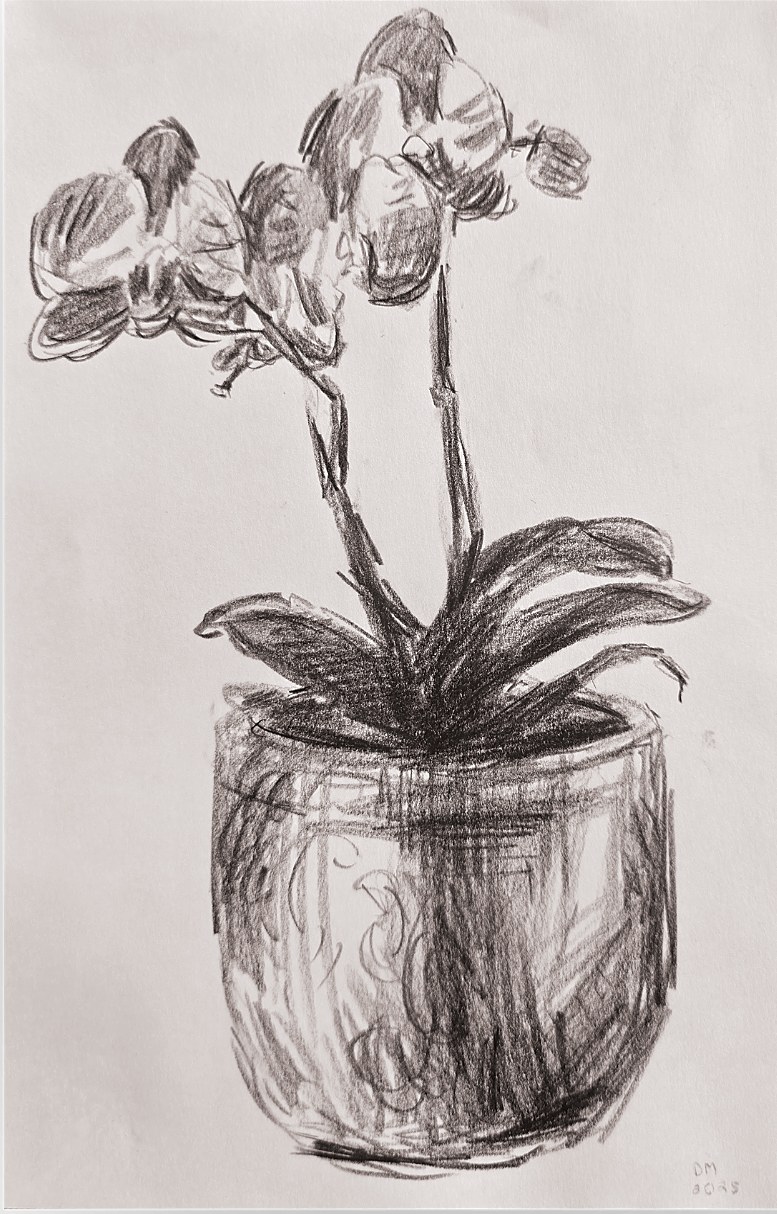Étude d'Orchidée