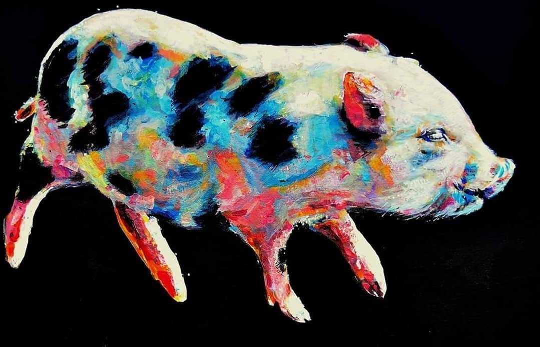 Cochon multicolore